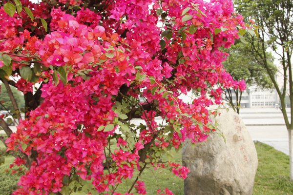 http://www.cdtc.edu.cn/_mediafile/website/2015/09/28/1etmqhoqf5.jpg