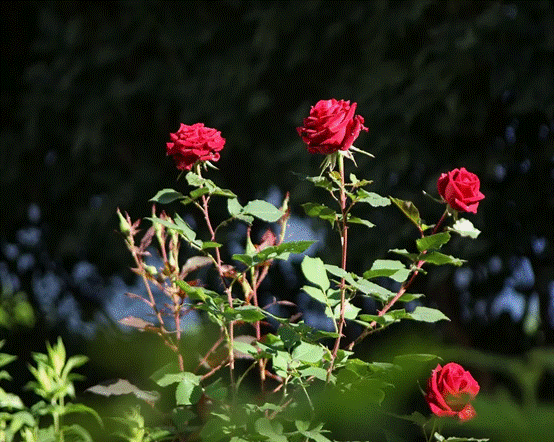 说明: IMG_282